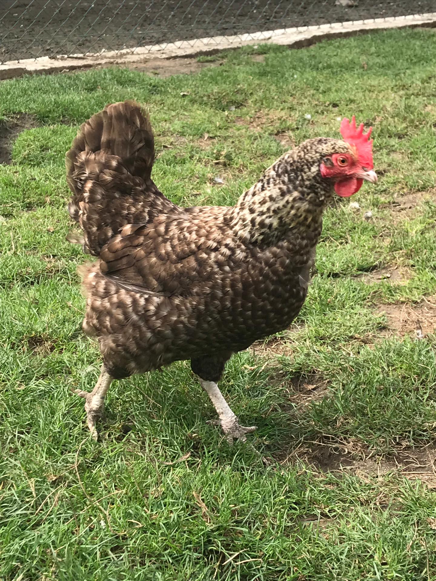 Sortie à la ferme