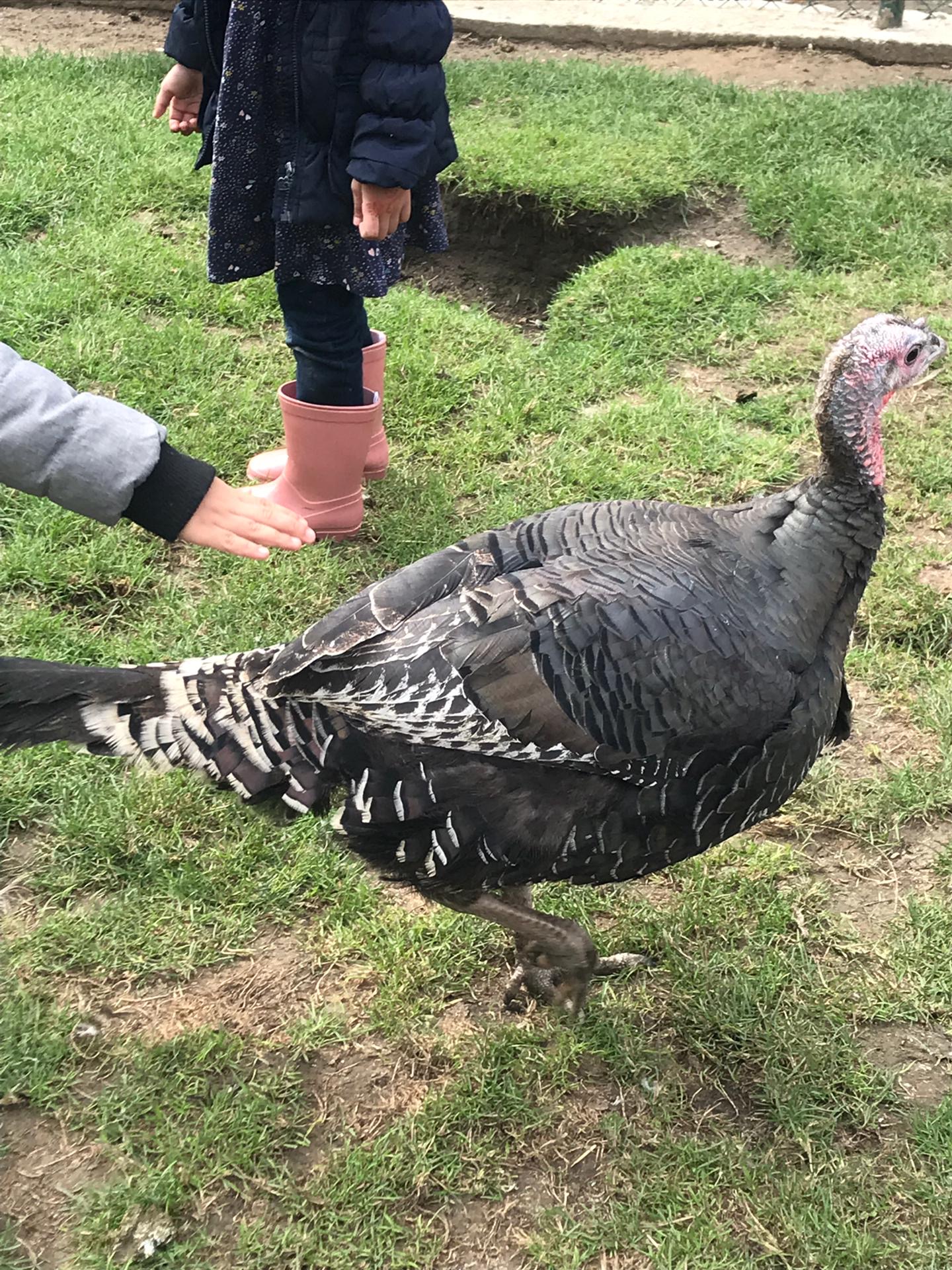 Sortie à la ferme