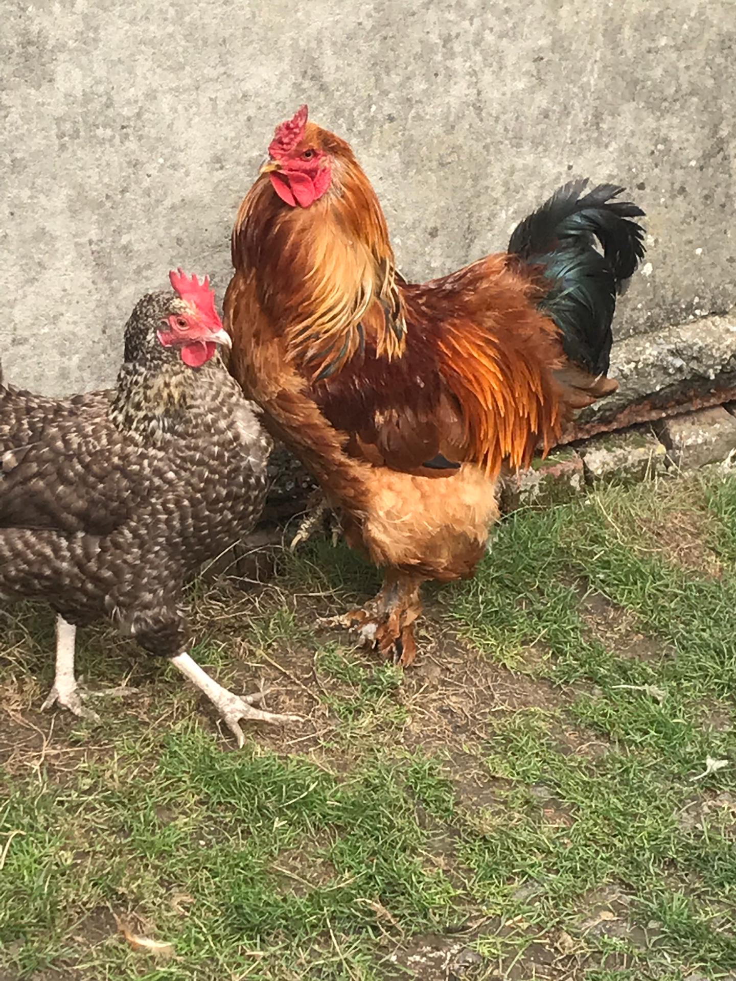 Sortie à la ferme