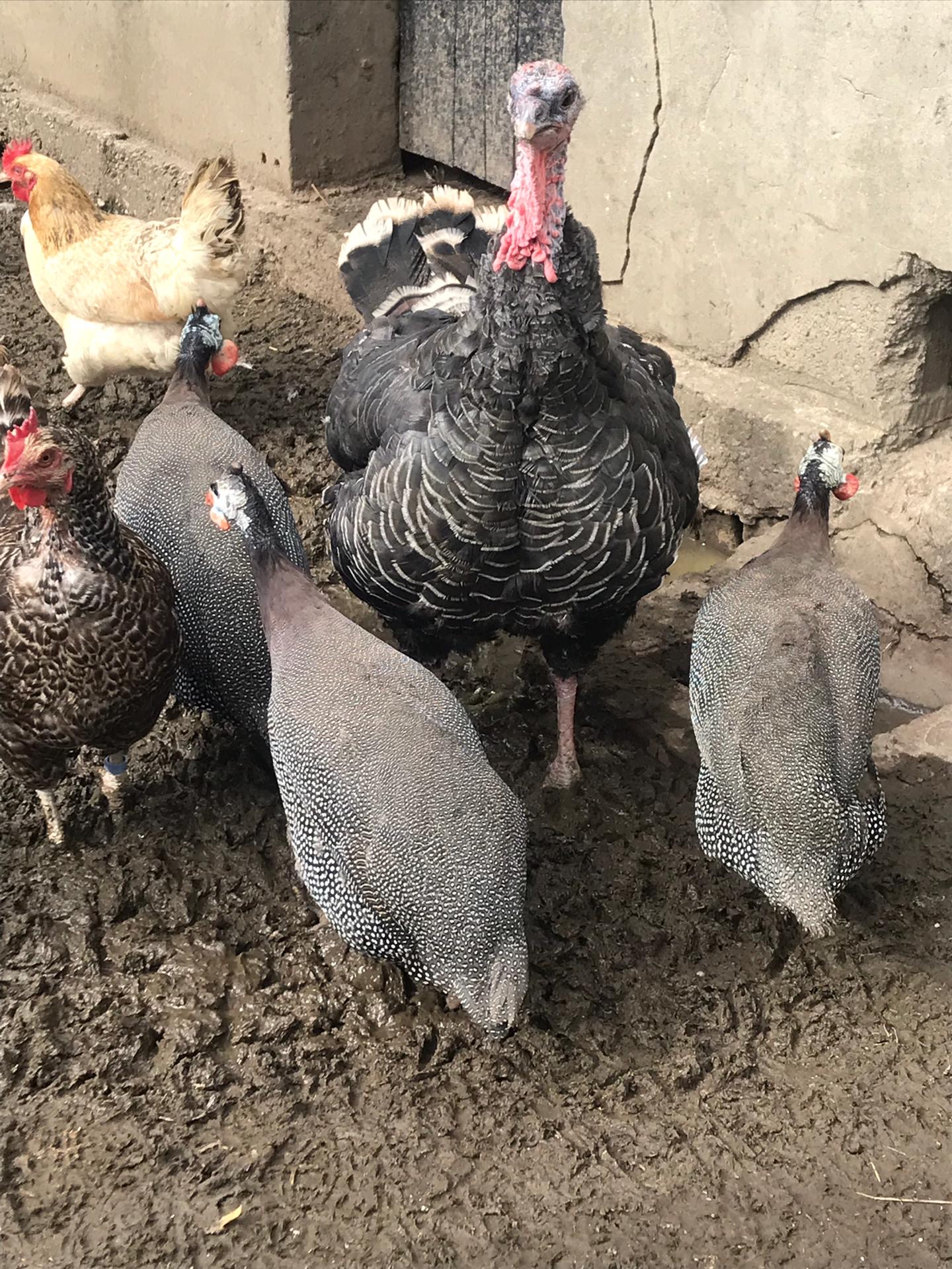 Sortie à la ferme
