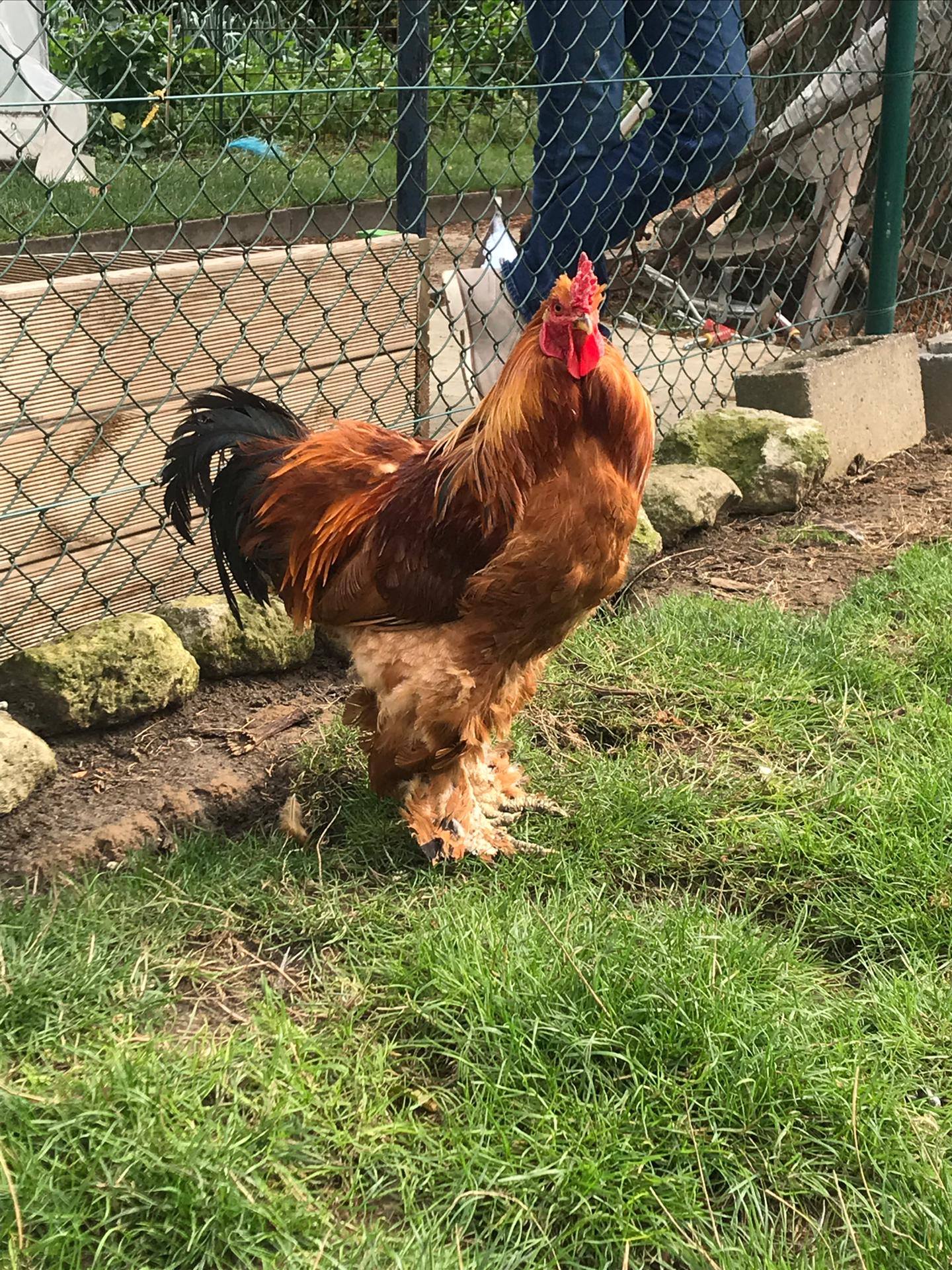 Sortie à la ferme