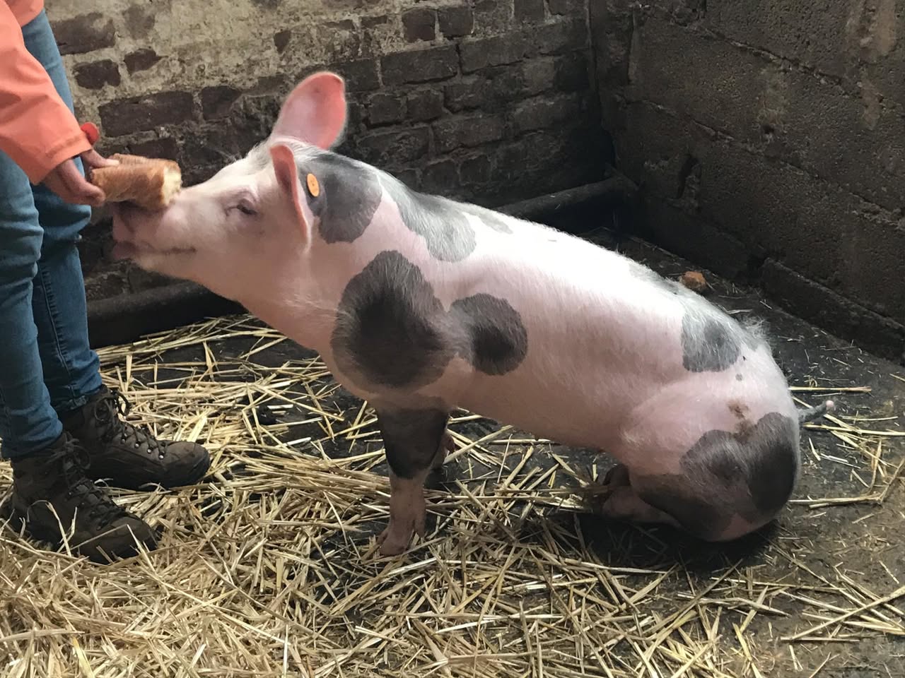 Sortie à la ferme