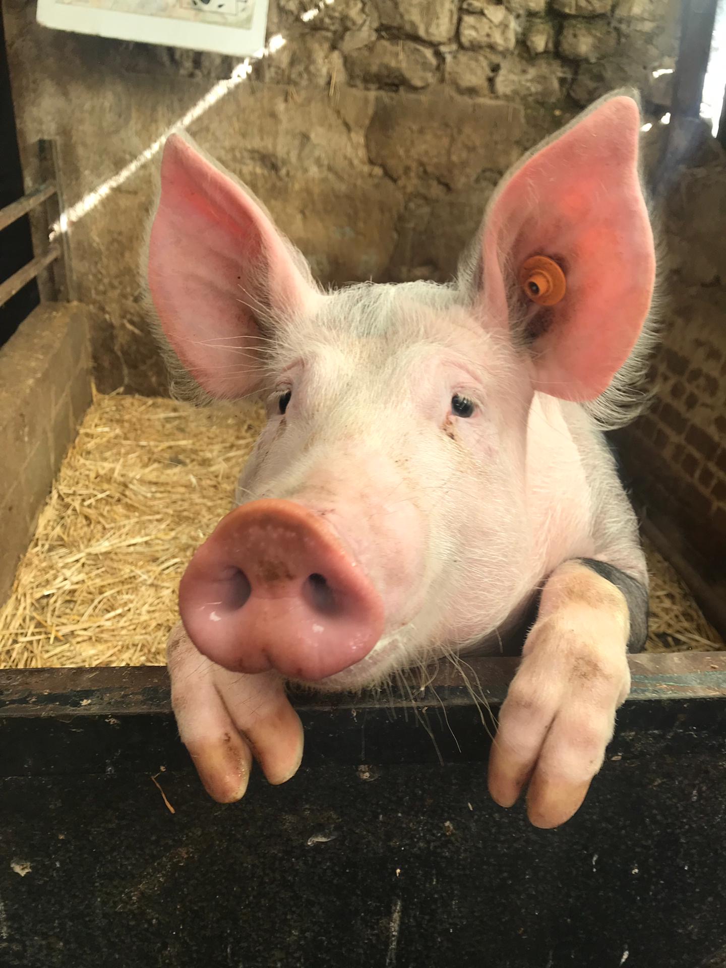 Sortie à la ferme
