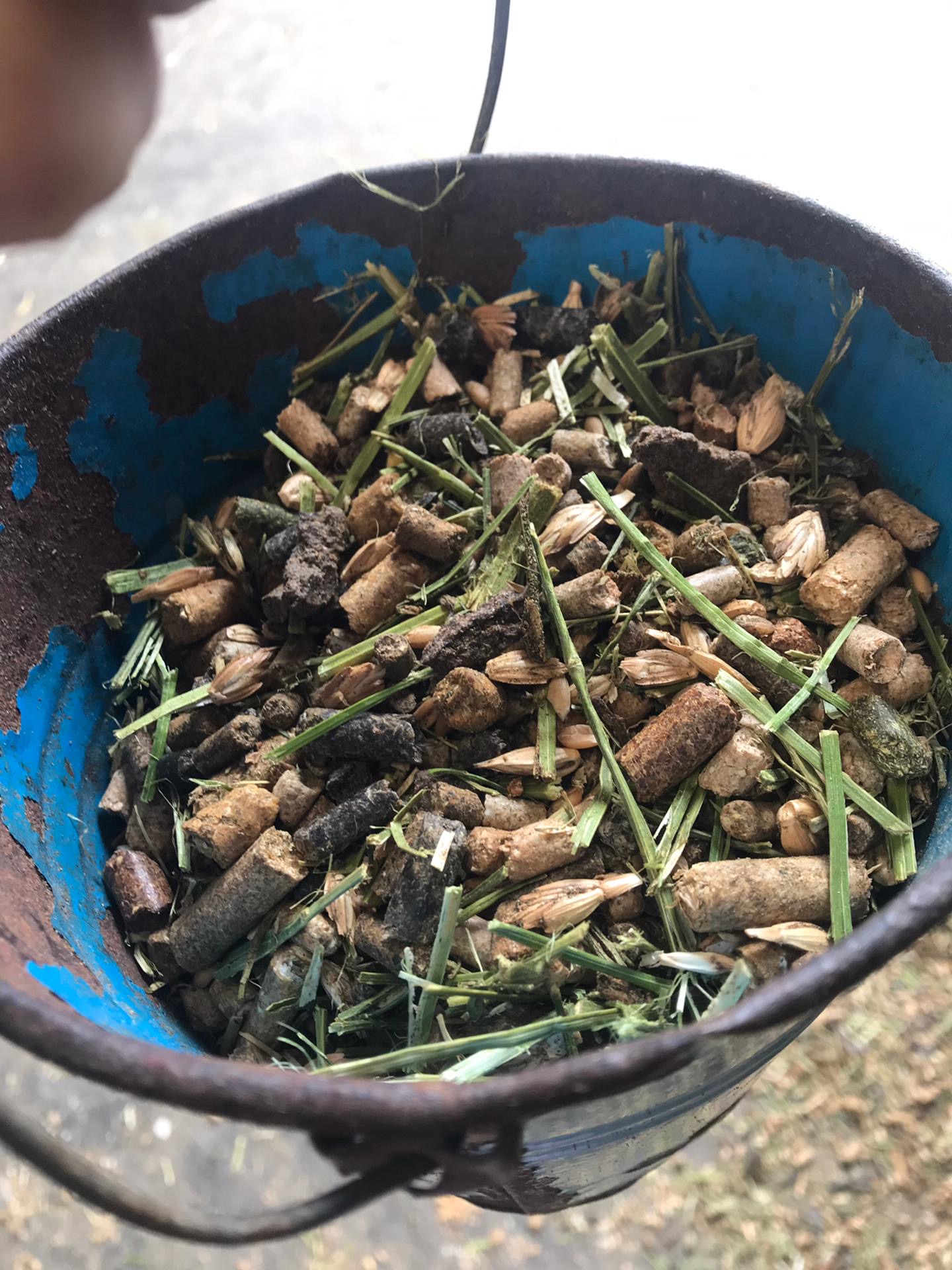 Sortie à la ferme