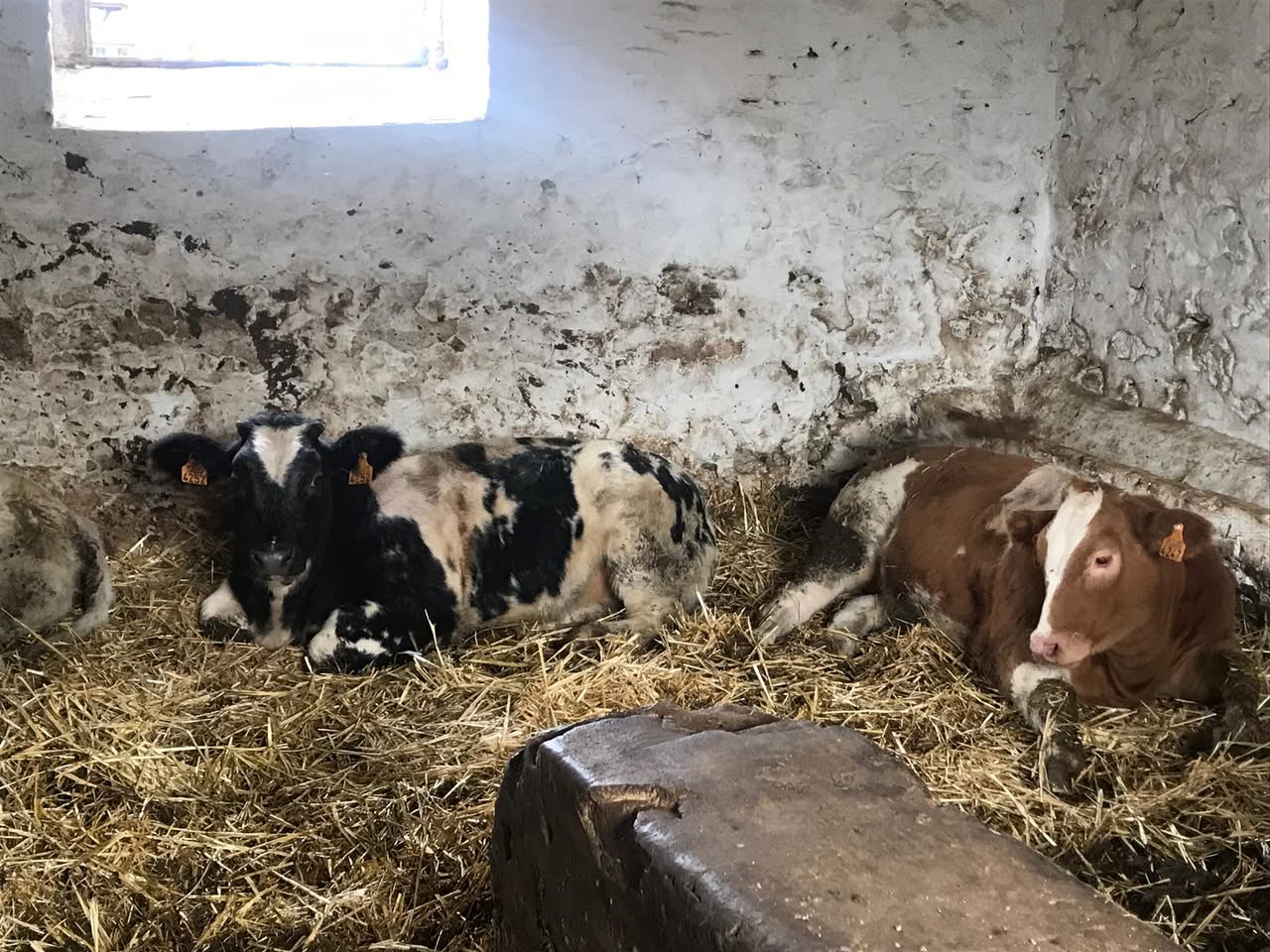 Sortie à la ferme