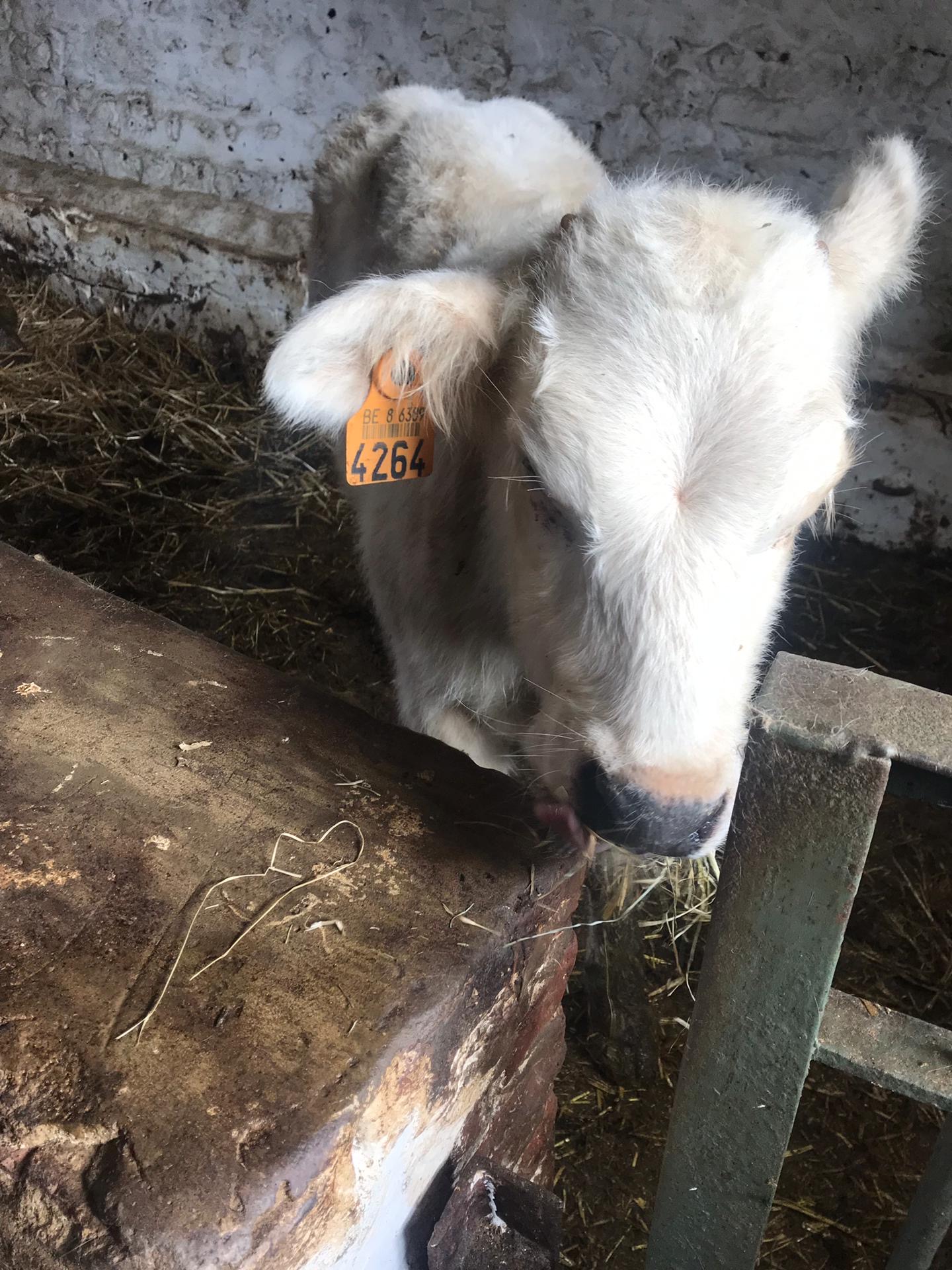 Sortie à la ferme