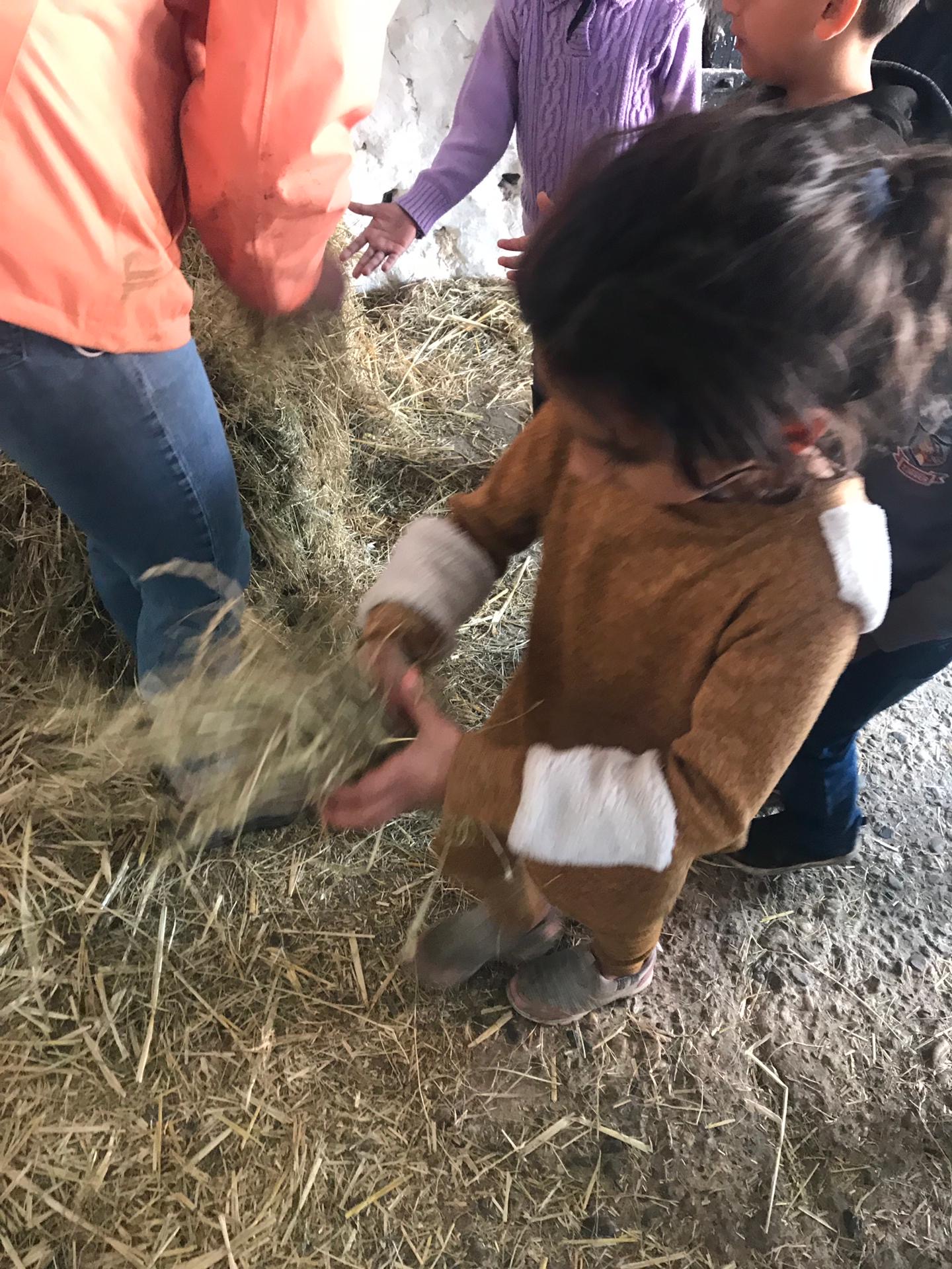 Sortie à la ferme