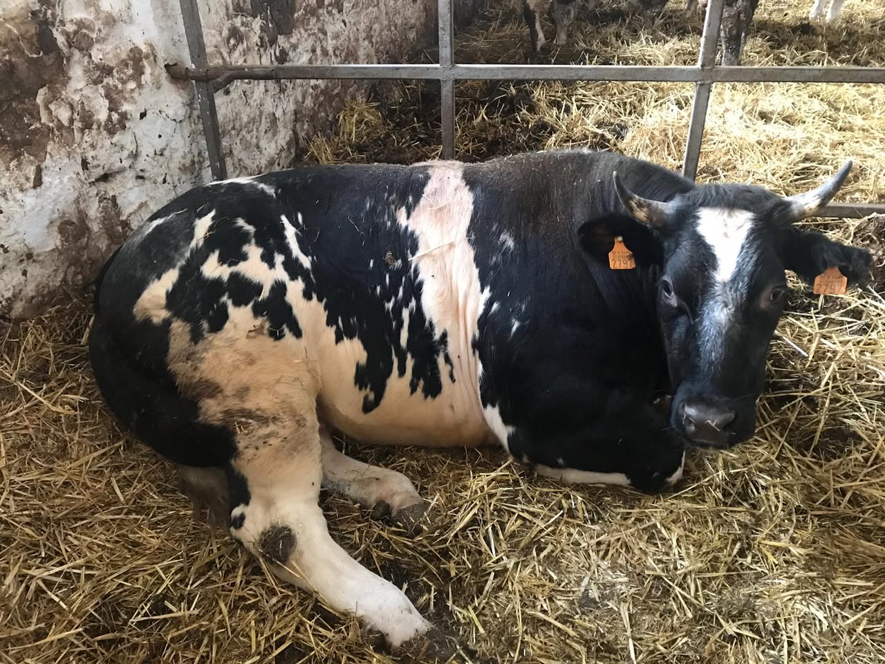 Sortie à la ferme