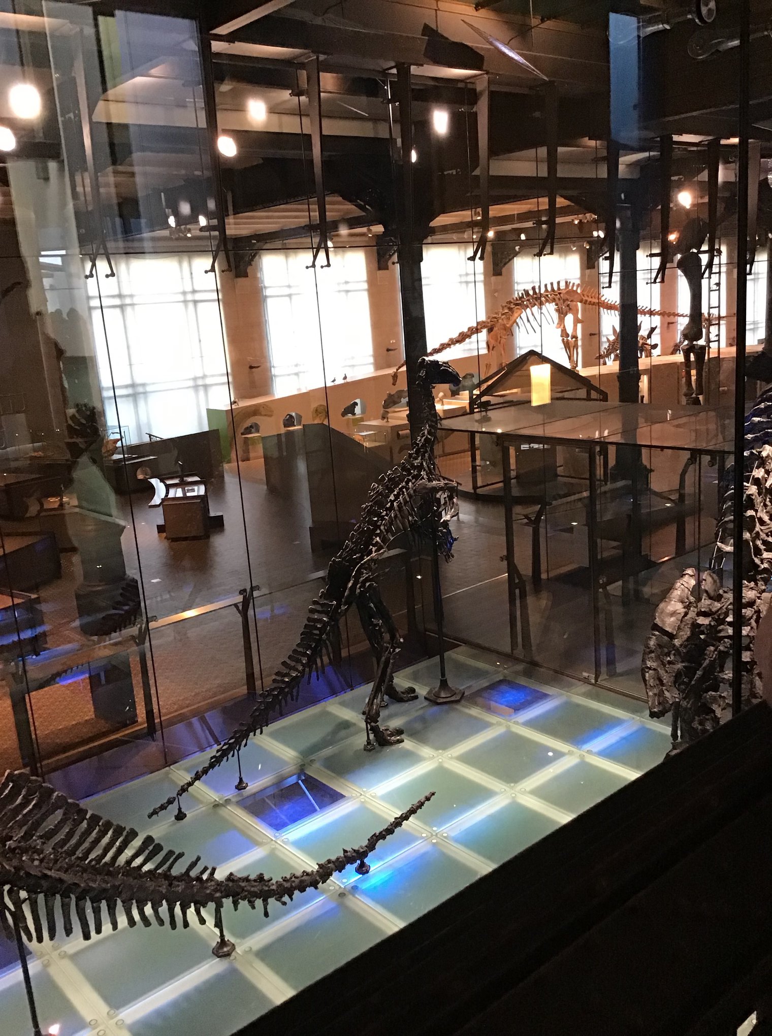 Sortie au Musée des sciences naturelles