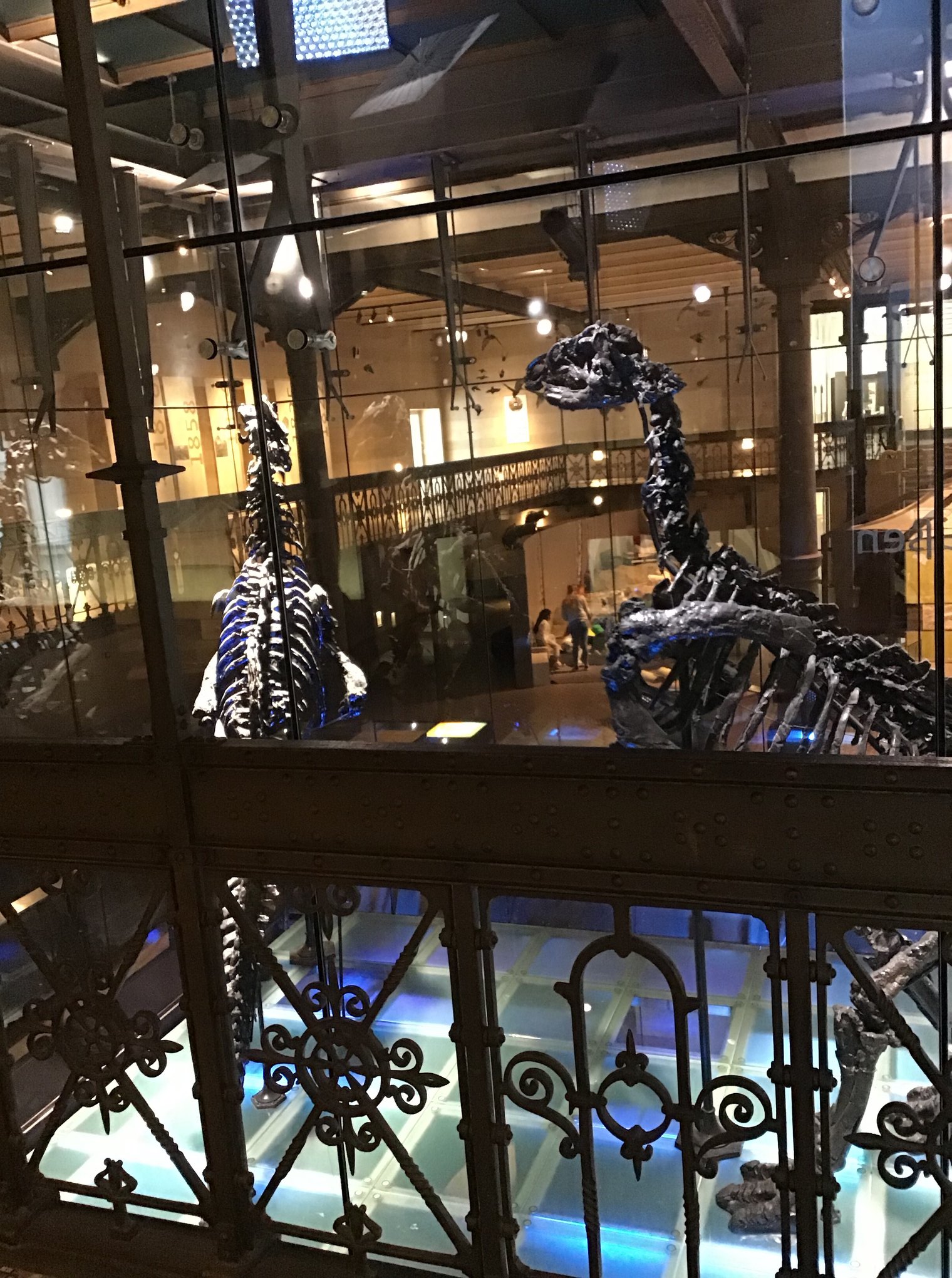 Sortie au Musée des sciences naturelles