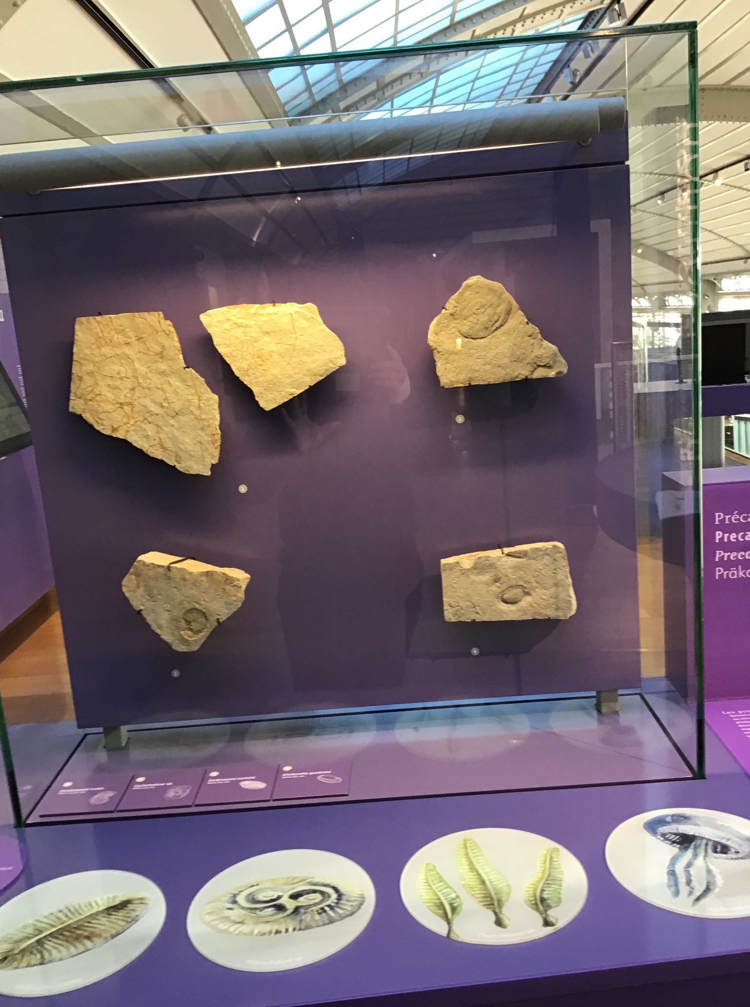 Sortie au Musée des sciences naturelles