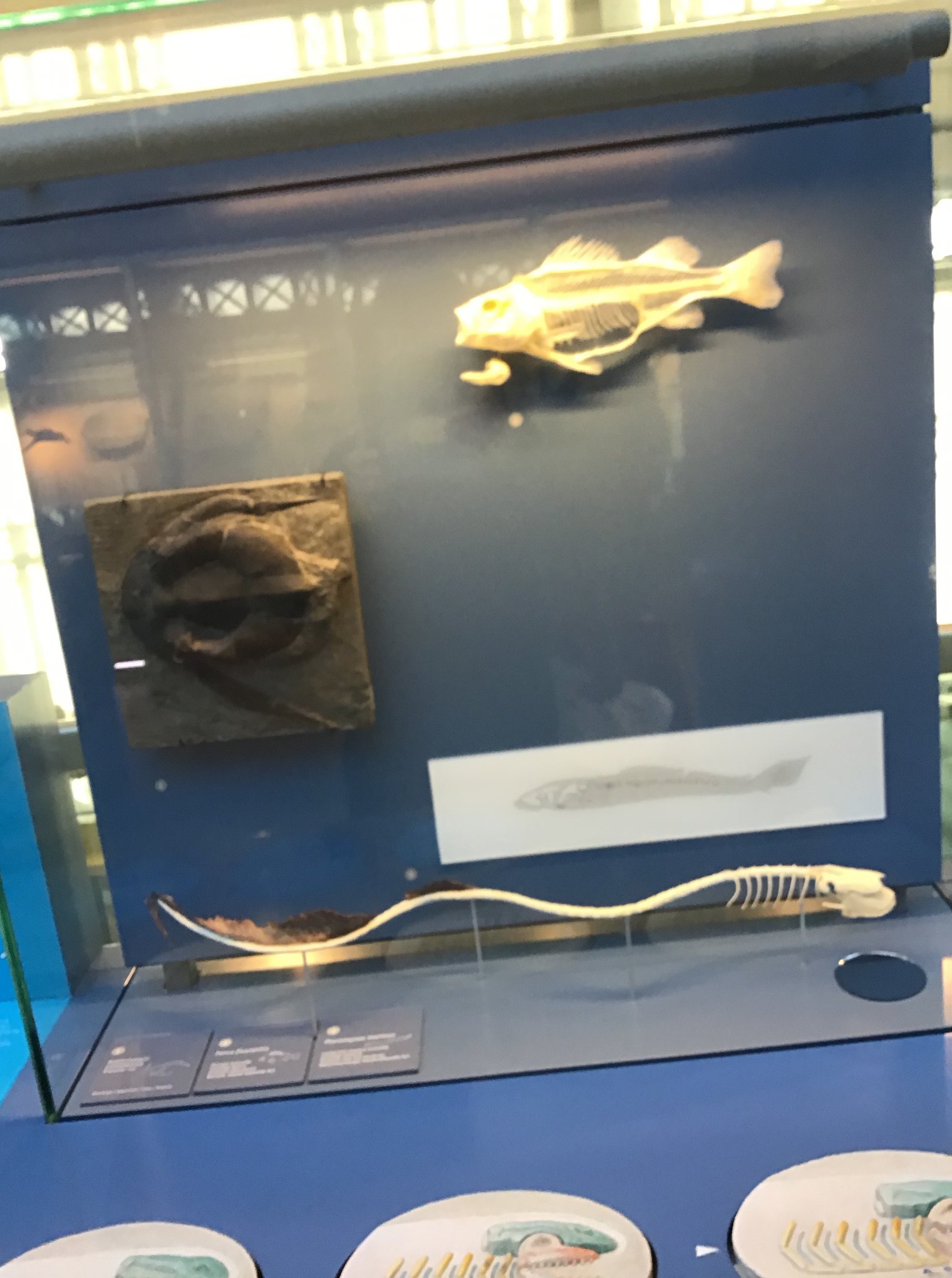 Sortie au Musée des sciences naturelles