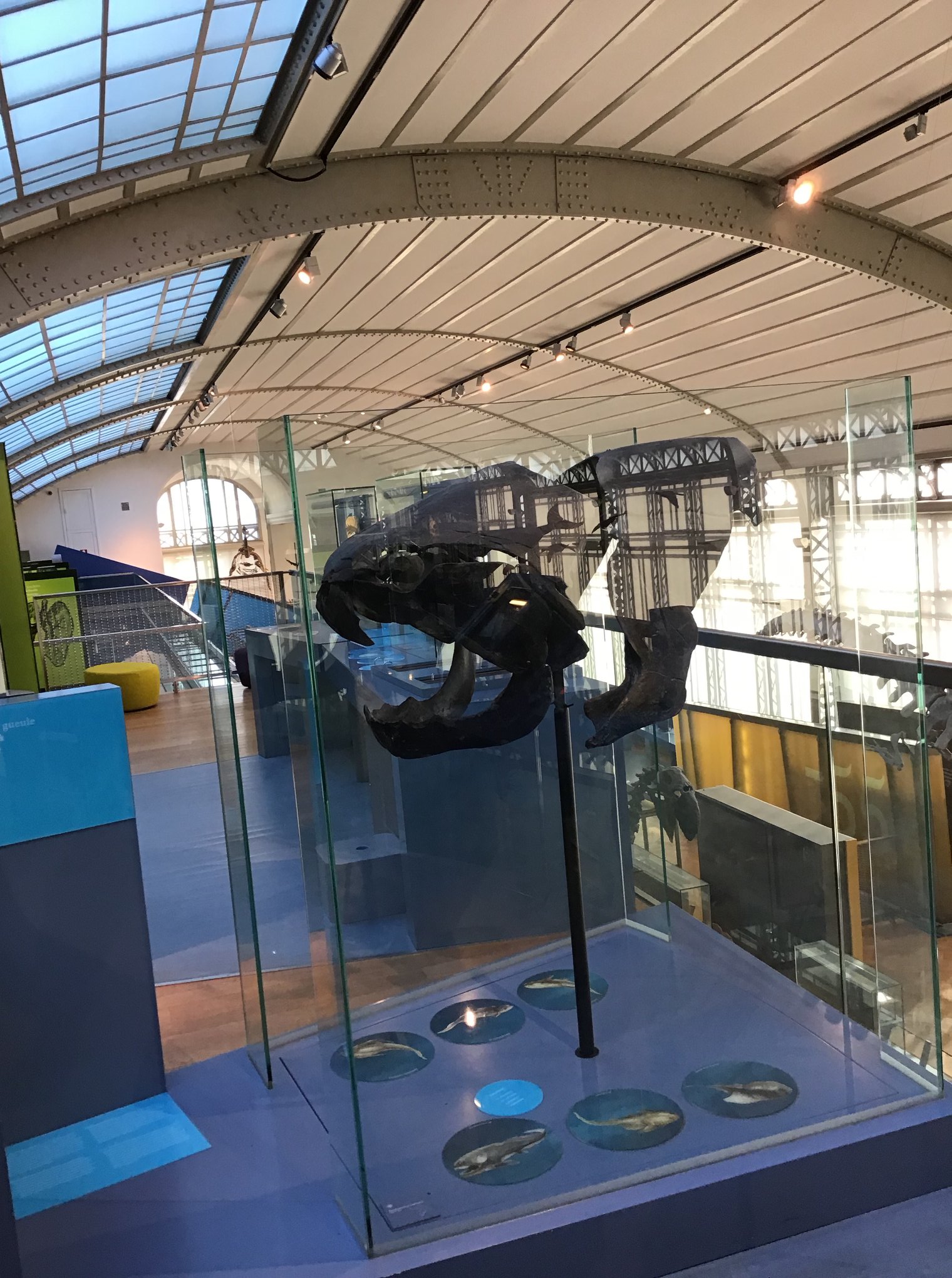 Sortie au Musée des sciences naturelles