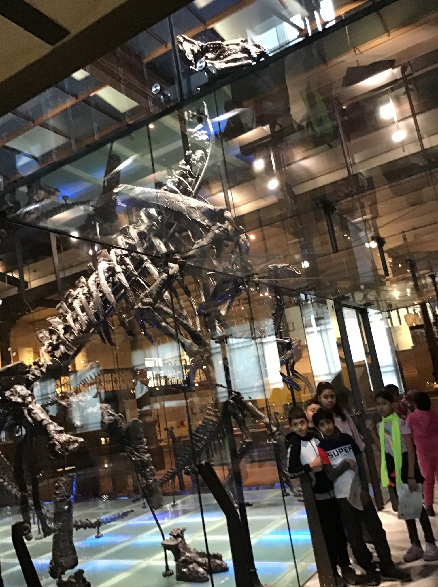Sortie au Musée des sciences naturelles