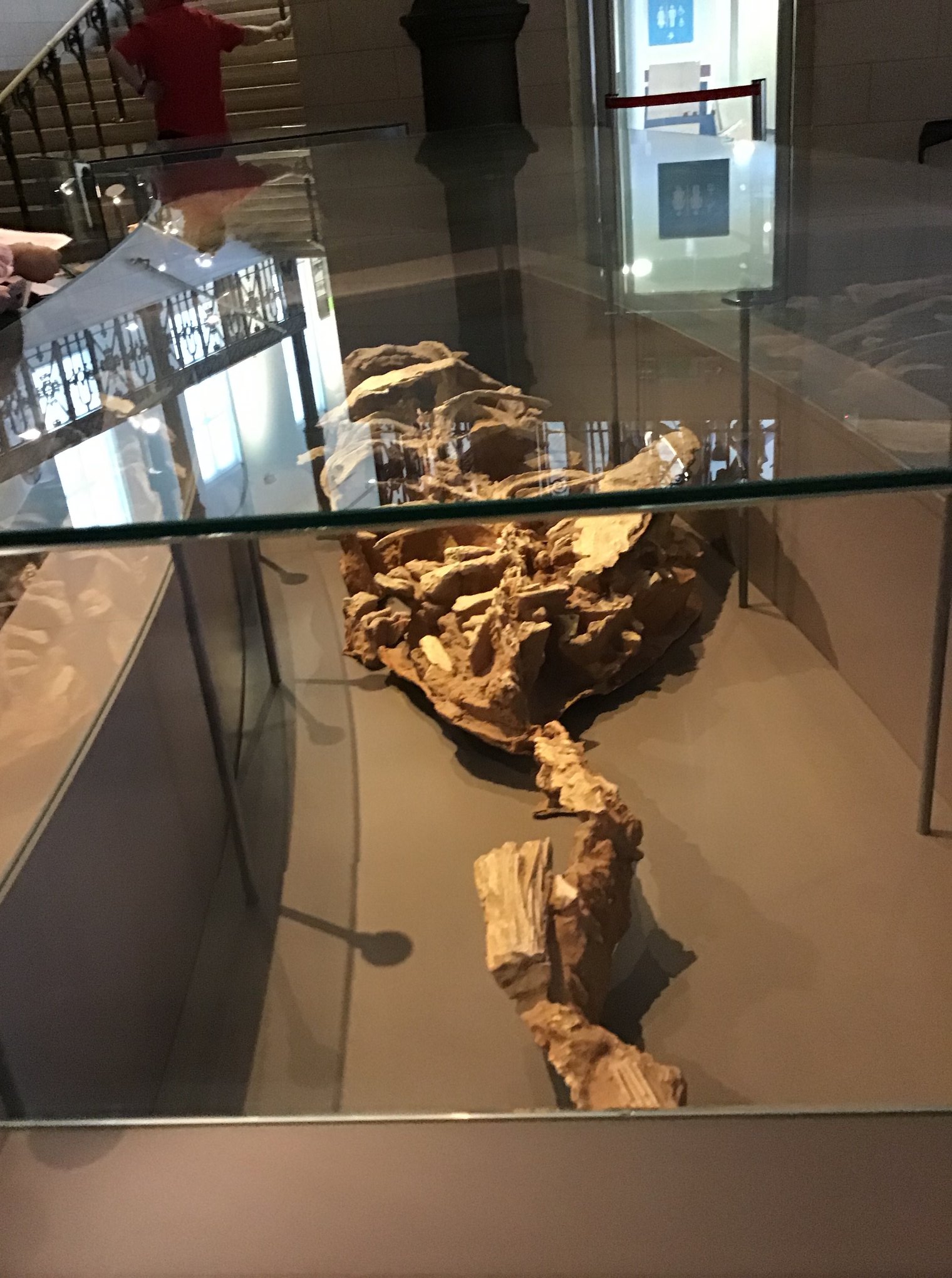 Sortie au Musée des sciences naturelles