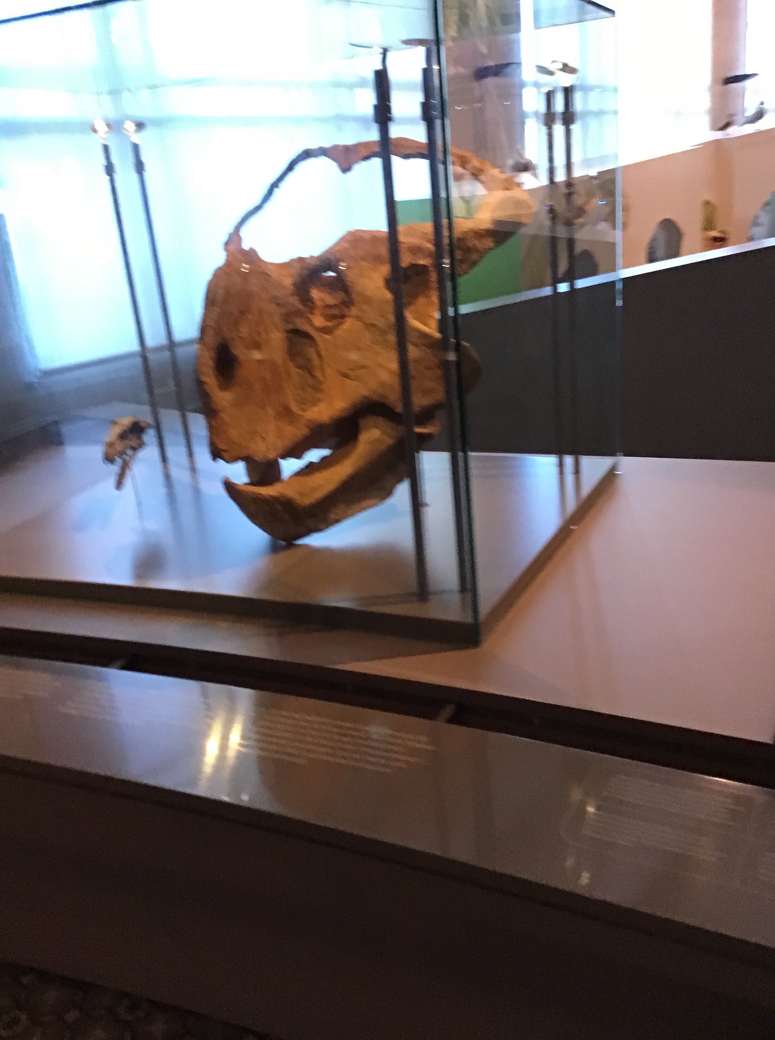 Sortie au Musée des sciences naturelles