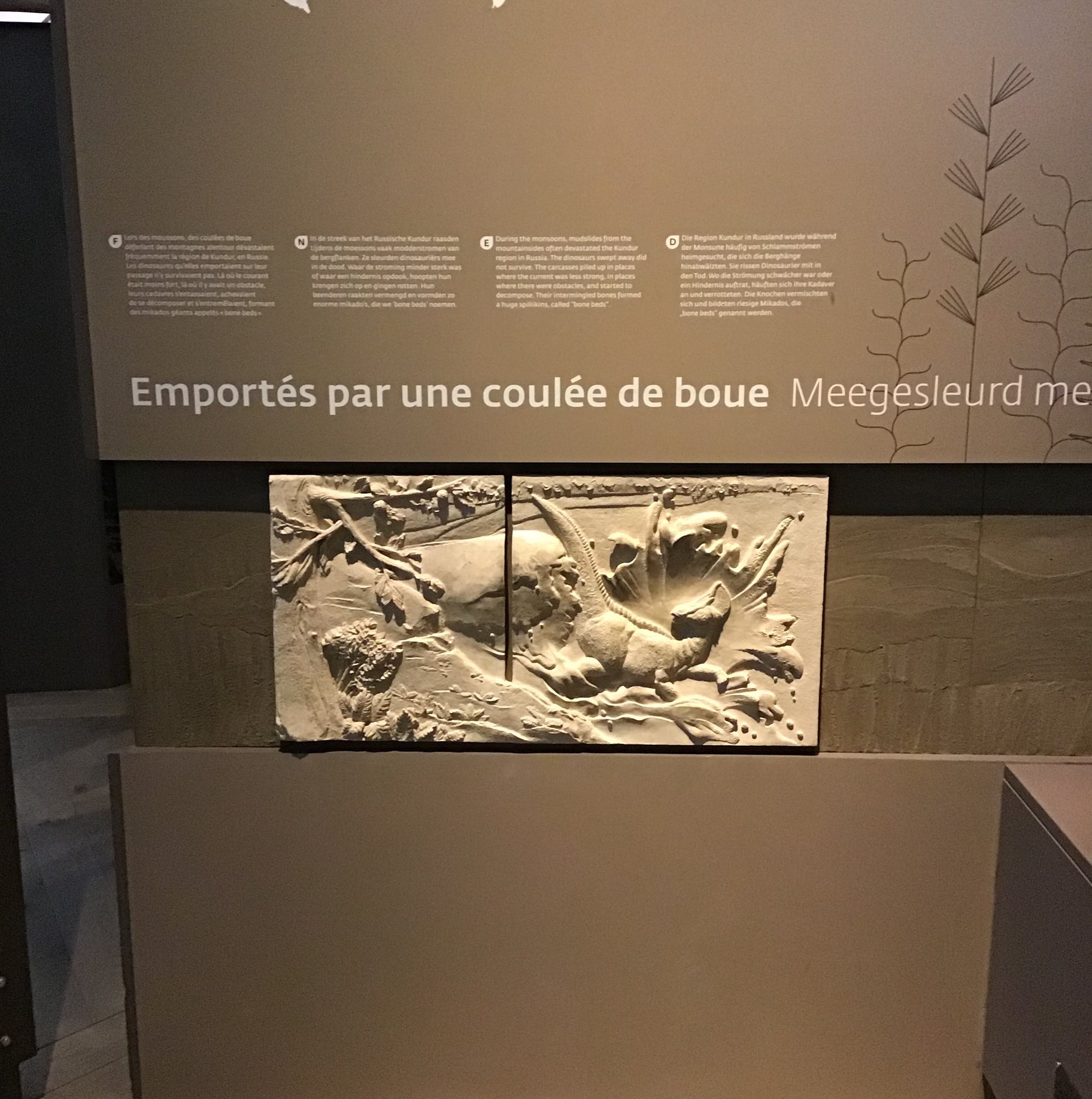 Sortie au Musée des sciences naturelles