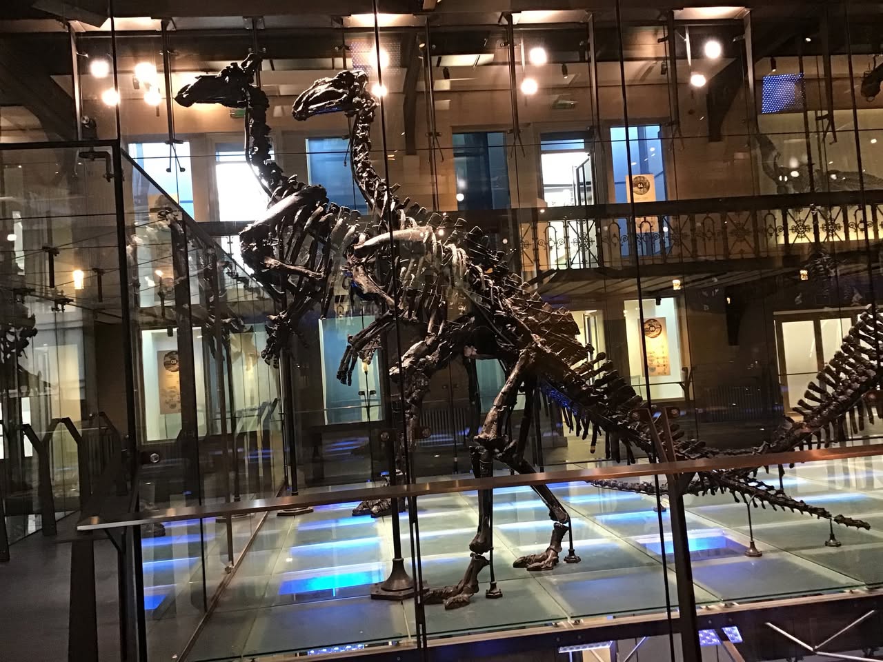 Sortie au Musée des sciences naturelles