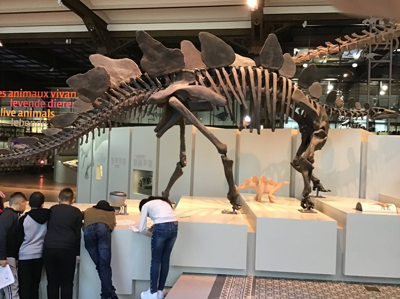 Sortie au Musée des sciences naturelles