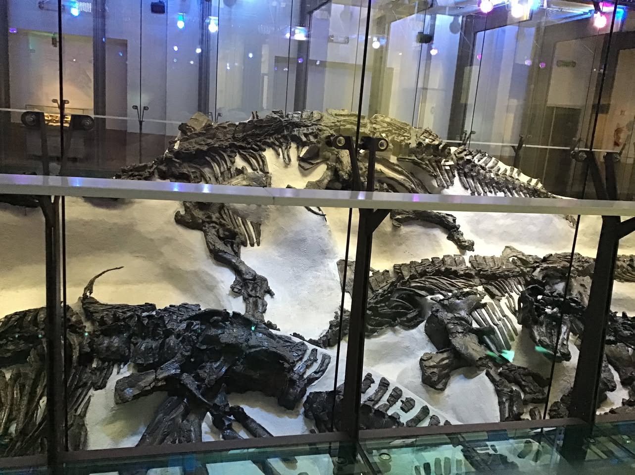 Sortie au Musée des sciences naturelles