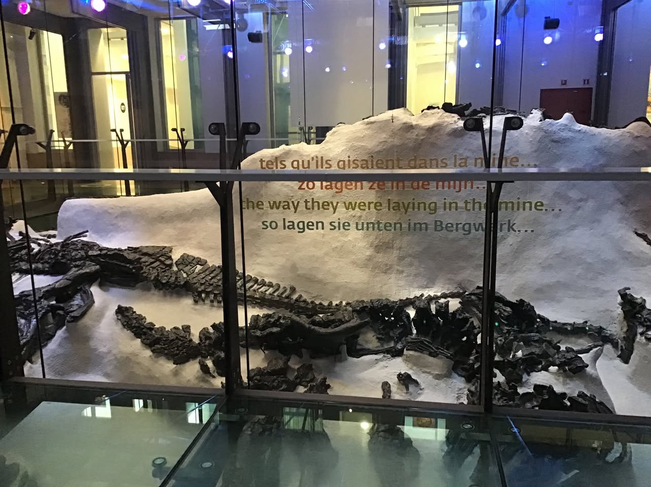 Sortie au Musée des sciences naturelles