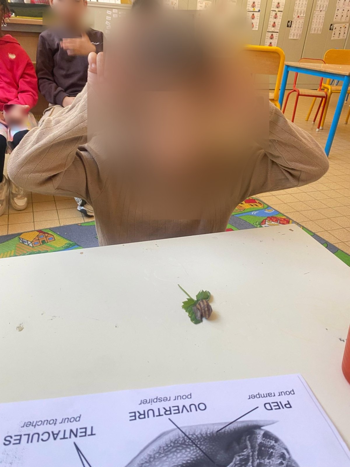 Un petit escargot en visite dans la classe (classe M2B)