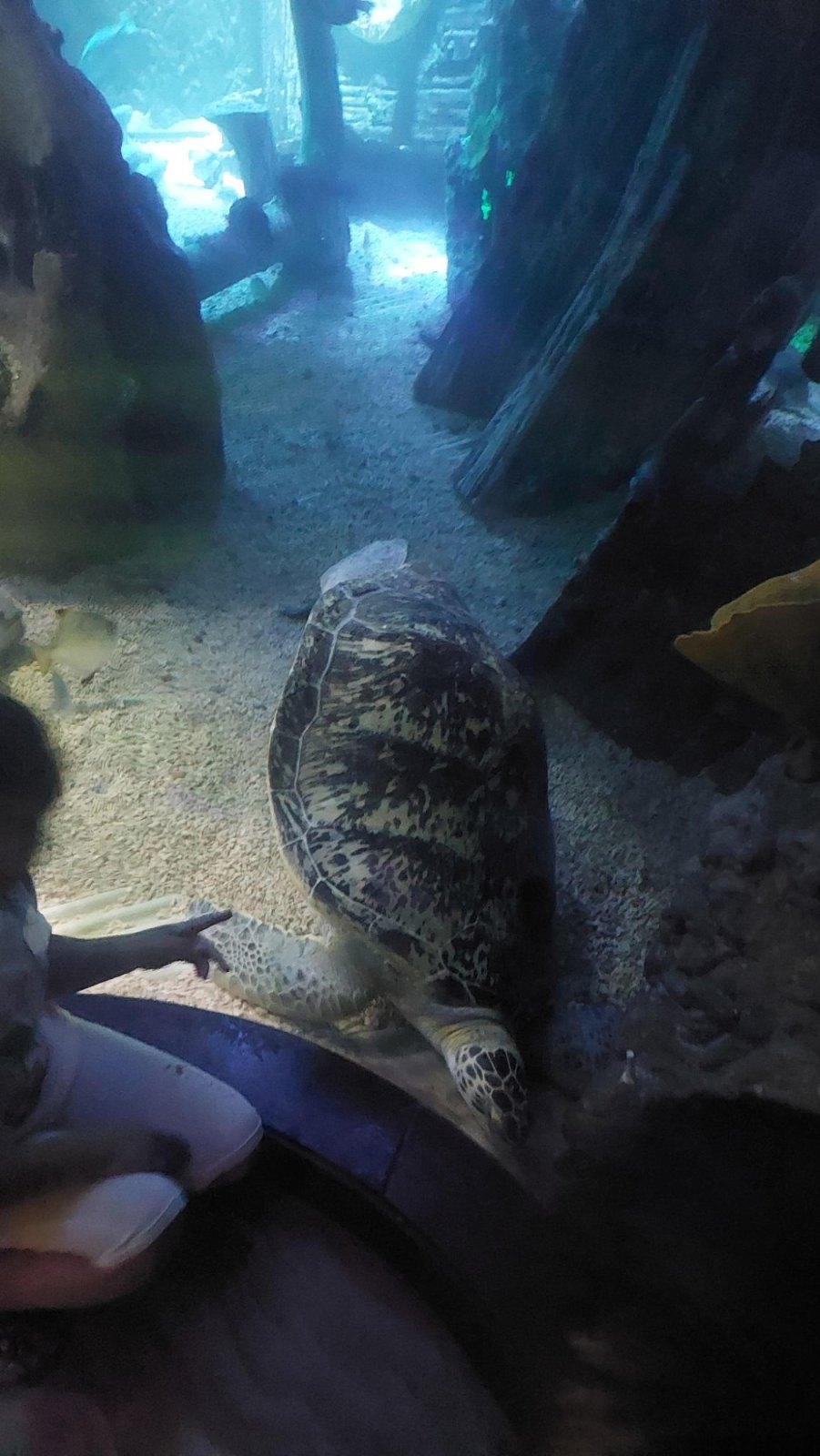 Sortie à Blankenberge : Sea Life (classe P1A)