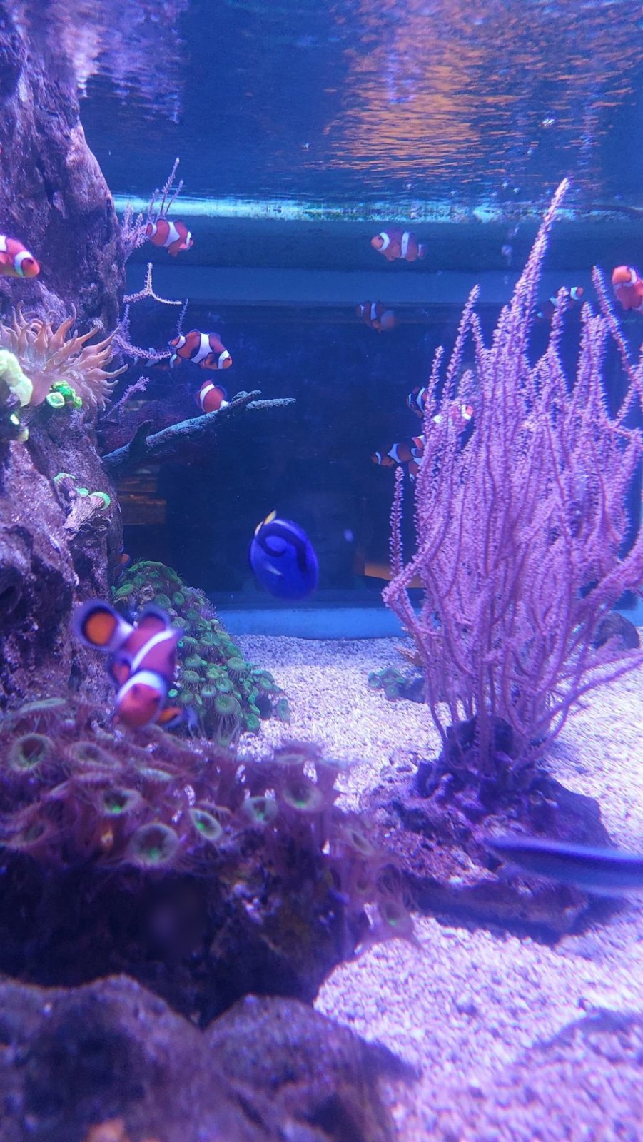 Sortie à Blankenberge : Sea Life (classe P1A)
