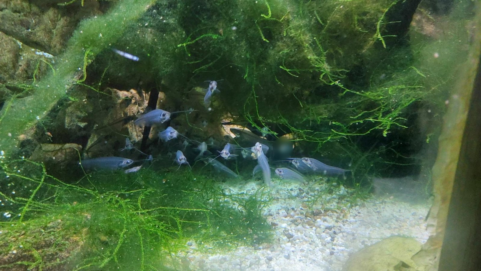Sortie à Blankenberge : Sea Life (classe P1B)