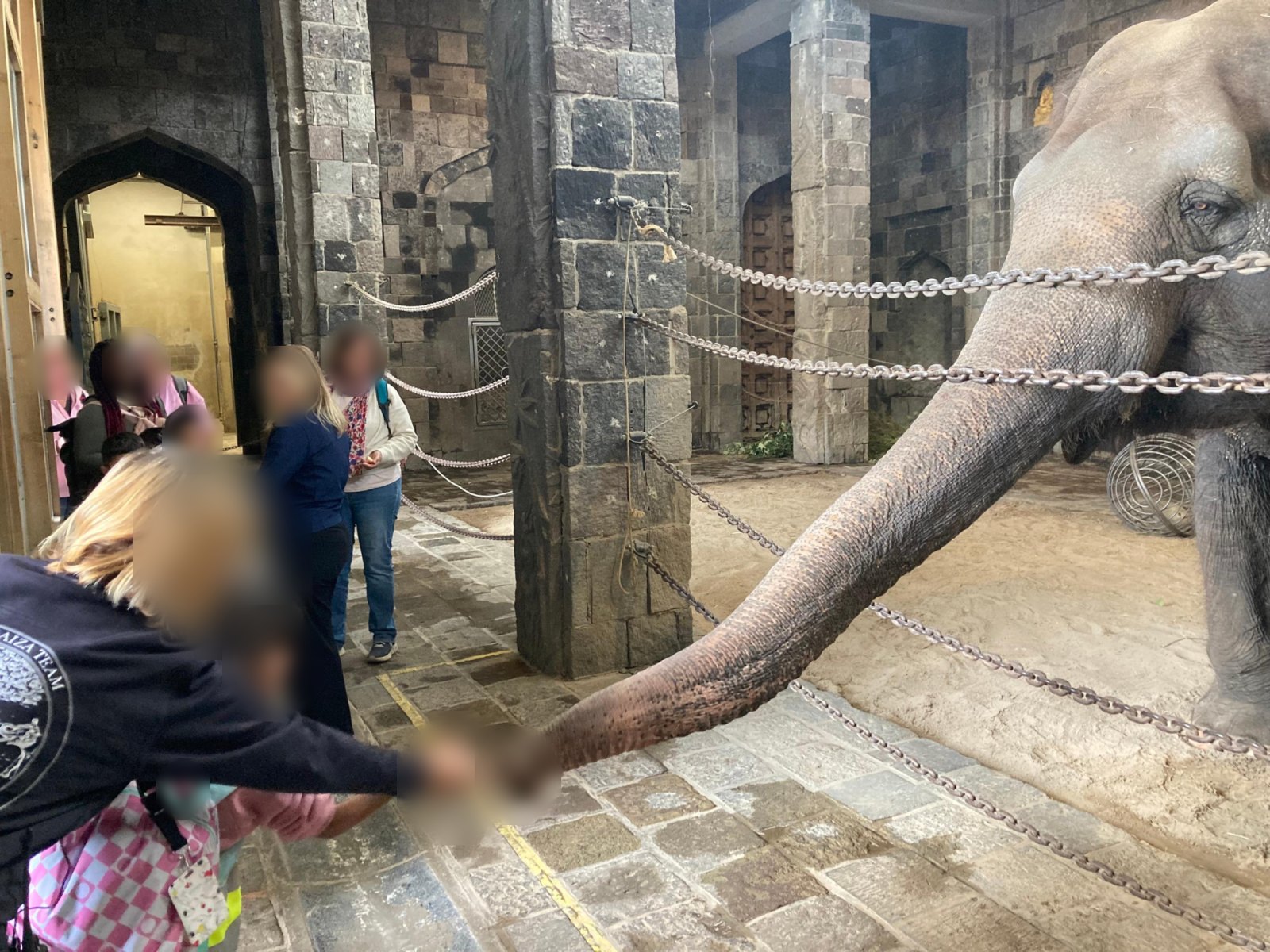 Un moment inoubliable : nourrir l'éléphant (classe P2A)