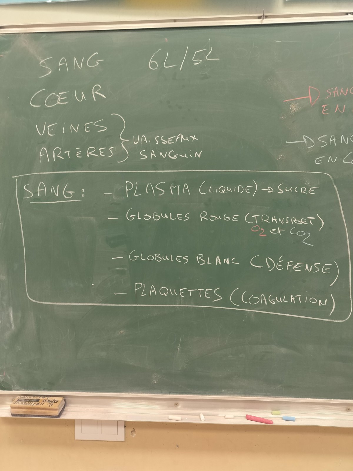 La circulation sanguine expliquée par un animateur (classe P6B)
